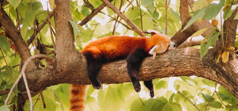 Wildlife Bhutan Tour
